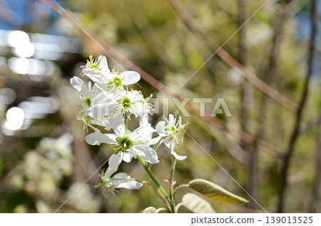 Amelanchier (Rosaceae family), Juneberry, with white flowers Amelanchier (Rosaceae family), Juneberry, with white flowers 139013525