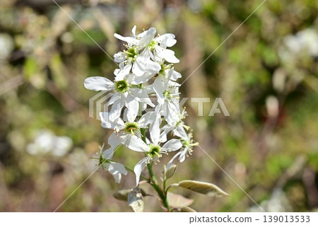 唐棣屬(薔薇科),又稱六月莓,開白花 唐棣屬(薔薇科),又稱六月莓,開白花 139013533