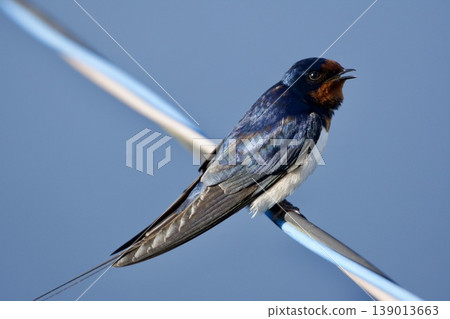 swallow / Japan swallow / Japan 139013663