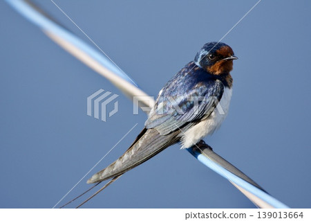swallow / Japan swallow / Japan 139013664