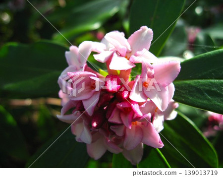 What a lovely daphne flower What a lovely daphne flower 139013719