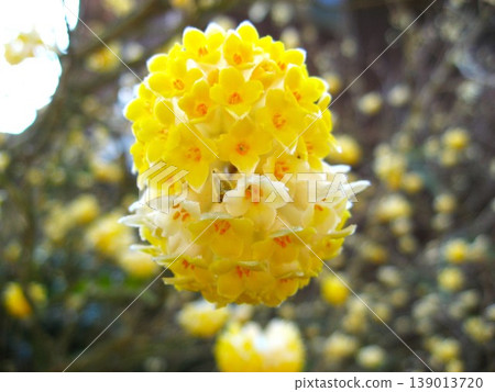 The gentle colors of the Mitsumata flowers The gentle colors of the Mitsumata flowers 139013720