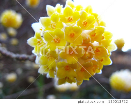 The gentle colors of the Mitsumata flowers The gentle colors of the Mitsumata flowers 139013722