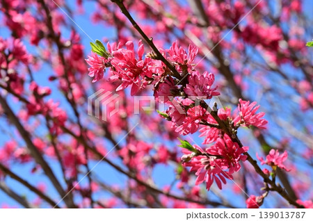 Chrysanthemum (Rosaceae family), genus Prunus Chrysanthemum (Rosaceae family), genus Prunus 139013787