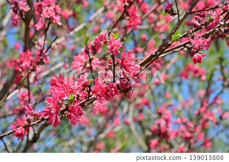 Chrysanthemum (Rosaceae family), genus Prunus Chrysanthemum (Rosaceae family), genus Prunus 139013808