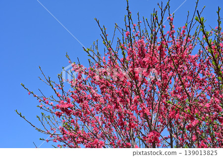 Chrysanthemum (Rosaceae family), genus Prunus Chrysanthemum (Rosaceae family), genus Prunus 139013825