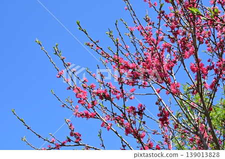 菊花(薔薇科),李屬 菊花(薔薇科),李屬 139013828