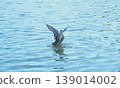 A duck about to take flight from the water's surface. 139014002