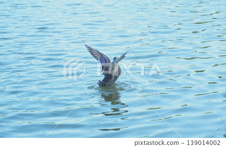 A duck about to take flight from the water's surface. A duck about to take flight from the water's surface. 139014002