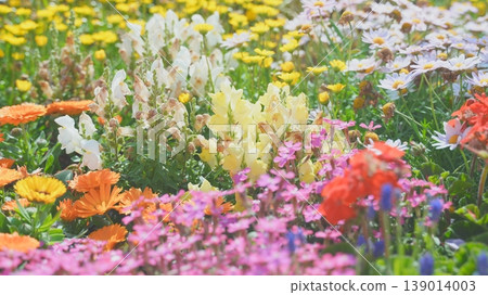 colorful spring flowers colorful spring flowers 139014003
