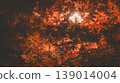 Autumn leaves lighted up 139014004