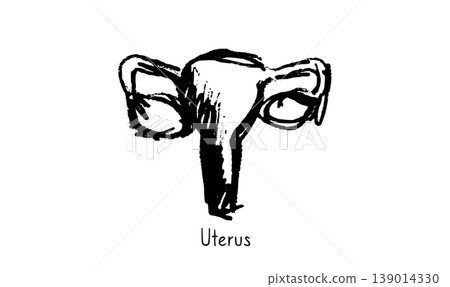 Uterus medical illustration 139014330