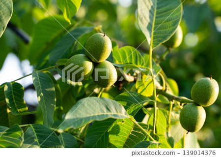 Green walnuts growing on a branch under dappled sunlight, unripe fruit on a deciduous tree Green walnuts growing on a branch under dappled sunlight, unripe fruit on a deciduous tree 139014376