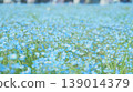 Scenery of blooming nemophila flowers 139014379