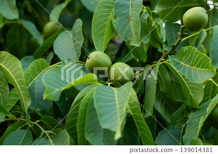 Green unripe common walnuts growing on tree branch among vibrant leaves, symbolizing fresh seasonal harvest and natural growth 139014381