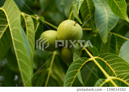 Green walnuts growing on a tree branch, showing vibrant foliage and ripening fruit in an orchard Green walnuts growing on a tree branch, showing vibrant foliage and ripening fruit in an orchard 139014382