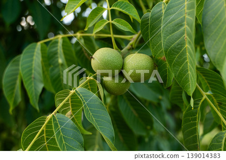 Walnuts growing on a tree branch, fresh green nuts developing in nature, showing healthy organic produce 139014383