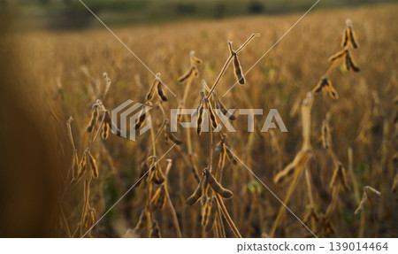 Soybean field at golden hour with ripe pods, shallow depth of field agricultural background during harvest season Soybean field at golden hour with ripe pods, shallow depth of field agricultural background during harvest season 139014464