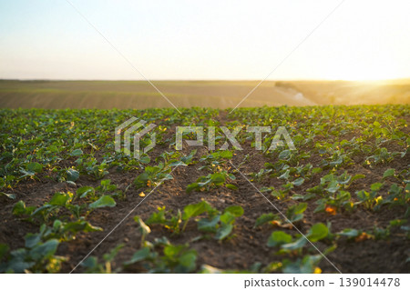 Young rapeseed plants growing on cultivated farmland under warm sunset light, sustainable agriculture and oilseed crop production concept Young rapeseed plants growing on cultivated farmland under warm sunset light, sustainable agriculture and oilseed crop production concept 139014478