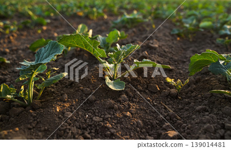 Young rapeseed seedlings growing in fertile soil at early growth stage, sustainable agriculture and oilseed crop development concept Young rapeseed seedlings growing in fertile soil at early growth stage, sustainable agriculture and oilseed crop development concept 139014481