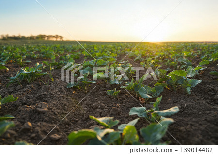 Rapeseed seedlings growing in agricultural field during golden hour, sustainable crop cultivation and rural landscape concept Rapeseed seedlings growing in agricultural field during golden hour, sustainable crop cultivation and rural landscape concept 139014482