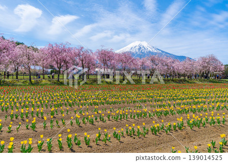山中湖的鬱金香、櫻花和富士山 山中湖的鬱金香、櫻花和富士山 139014525
