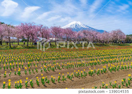 Tulips, cherry blossoms, and Mt. Fuji at Lake Yamanaka Tulips, cherry blossoms, and Mt. Fuji at Lake Yamanaka 139014535