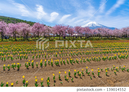 山中湖的鬱金香、櫻花和富士山 山中湖的鬱金香、櫻花和富士山 139014552