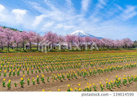 Tulips, cherry blossoms, and Mt. Fuji at Lake Yamanaka Tulips, cherry blossoms, and Mt. Fuji at Lake Yamanaka 139014590