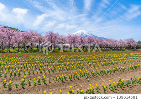 Tulips, cherry blossoms, and Mt. Fuji at Lake Yamanaka Tulips, cherry blossoms, and Mt. Fuji at Lake Yamanaka 139014591