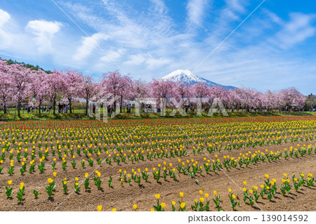 山中湖的鬱金香、櫻花和富士山 山中湖的鬱金香、櫻花和富士山 139014592