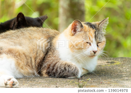 A scene capturing the adorable appearance of a calico cat. 139014978