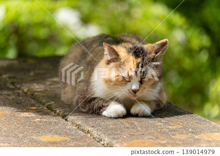A scene capturing the adorable appearance of a calico cat. A scene capturing the adorable appearance of a calico cat. 139014979