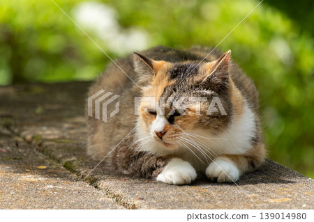 A scene capturing the adorable appearance of a calico cat. A scene capturing the adorable appearance of a calico cat. 139014980