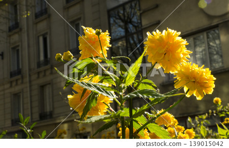 yellow flowers yellow flowers 139015042