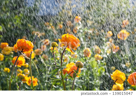 Trollius watering 139015047