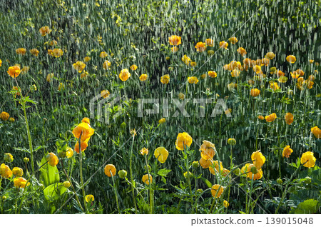 Trollius watering Trollius watering 139015048