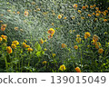 Watering flowers trollius in the garden 139015049