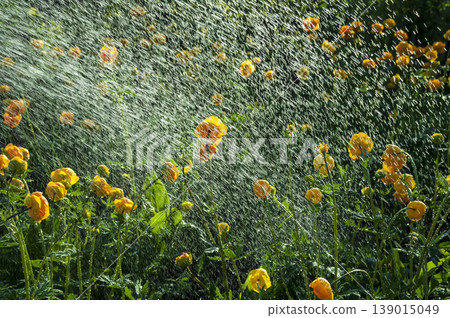 Watering flowers trollius in the garden Watering flowers trollius in the garden 139015049