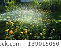 Watering flowers trollius in the garden 139015050