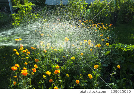 Watering flowers trollius in the garden Watering flowers trollius in the garden 139015050