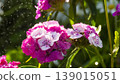 Dianthus barbatus 139015051