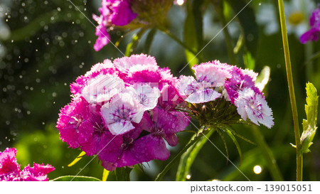 Dianthus barbatus Dianthus barbatus 139015051