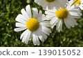 chomomil 139015052