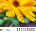 Calendula officinalis 139015053