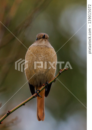 A female Daurian Redstart, a winter bird loved for its cute behavior and nicknamed Joviko. 139015072