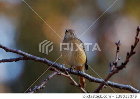 A female Daurian Redstart, a winter bird loved for its cute behavior and nicknamed Joviko. 139015079