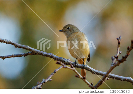 A female Daurian Redstart, a winter bird loved for its cute behavior and nicknamed Joviko. A female Daurian Redstart, a winter bird loved for its cute behavior and nicknamed Joviko. 139015083