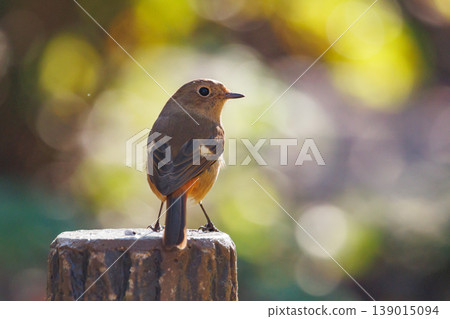 A female Daurian Redstart, a winter bird loved for its cute behavior and nicknamed Joviko. 139015094