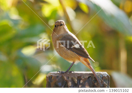 A female Daurian Redstart, a winter bird loved for its cute behavior and nicknamed Joviko. A female Daurian Redstart, a winter bird loved for its cute behavior and nicknamed Joviko. 139015102